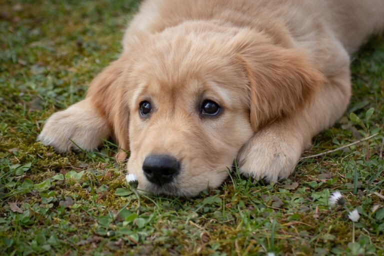 Wenn der Hund humpelt – wie frühe Unterstützung Beschwerden lindern kann